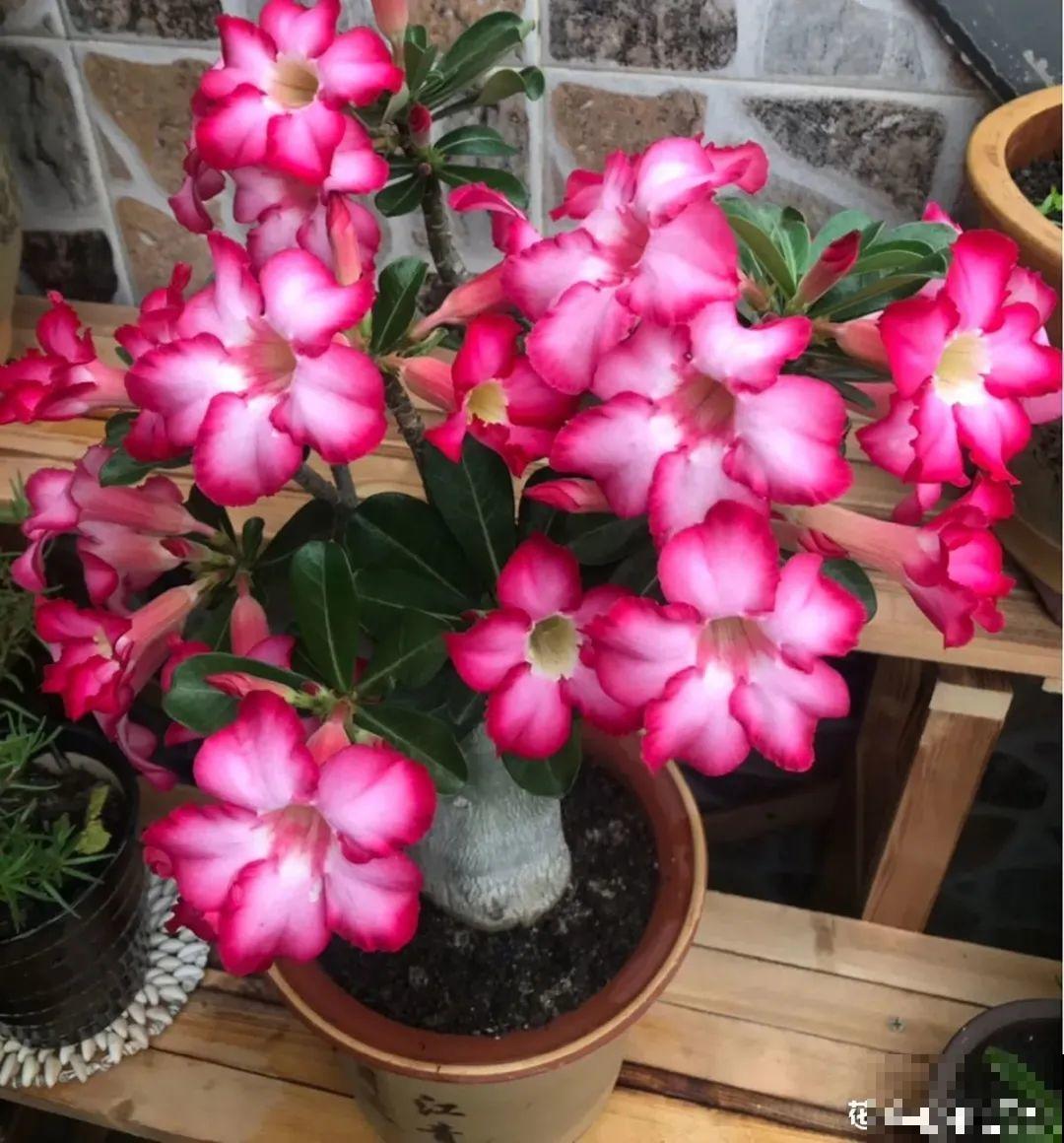 植物长了个大肚子，超级耐旱，一个月不浇水也死不了