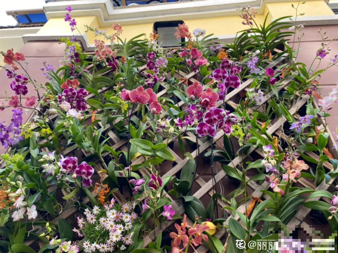 屋里种一棵爬藤花，夏天开花超旺，越热开花越多