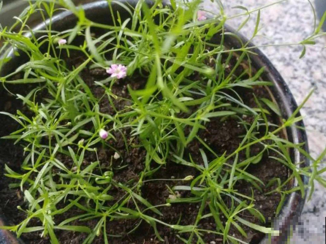 20种花不用买，开完花等20天，爆出好多种子！