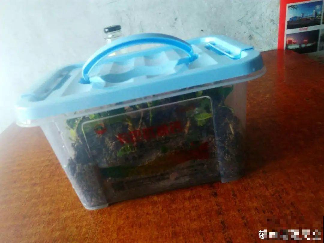 11种常见花，现在扦插，成活率特高