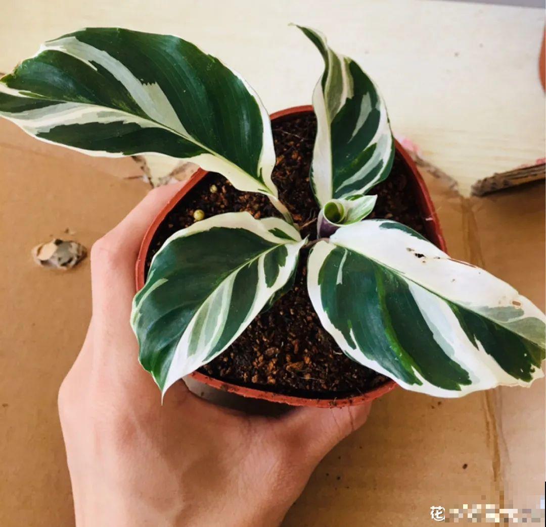 2021流行的花，仙女气质真漂亮，看完就想养