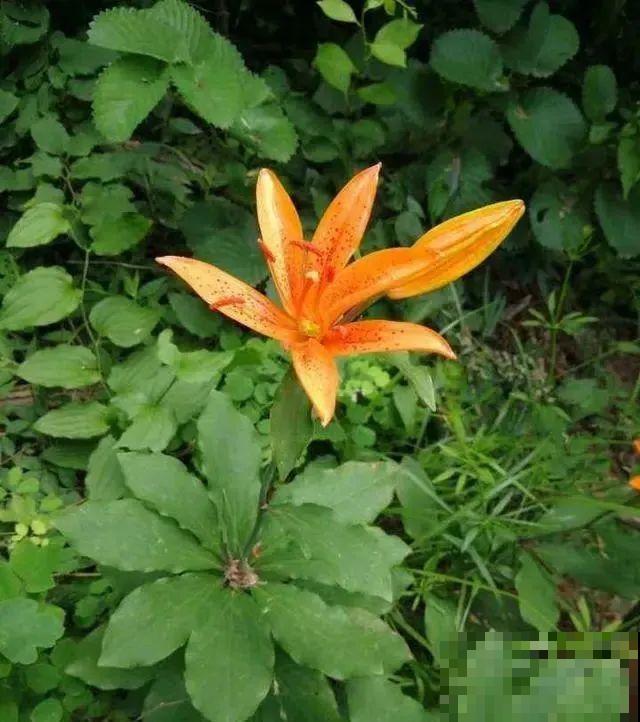 6种你可能没见过的百合,长在野外深山里,很难见到! 6种你可能没见过的百合,长在野外深山里,很难见到!