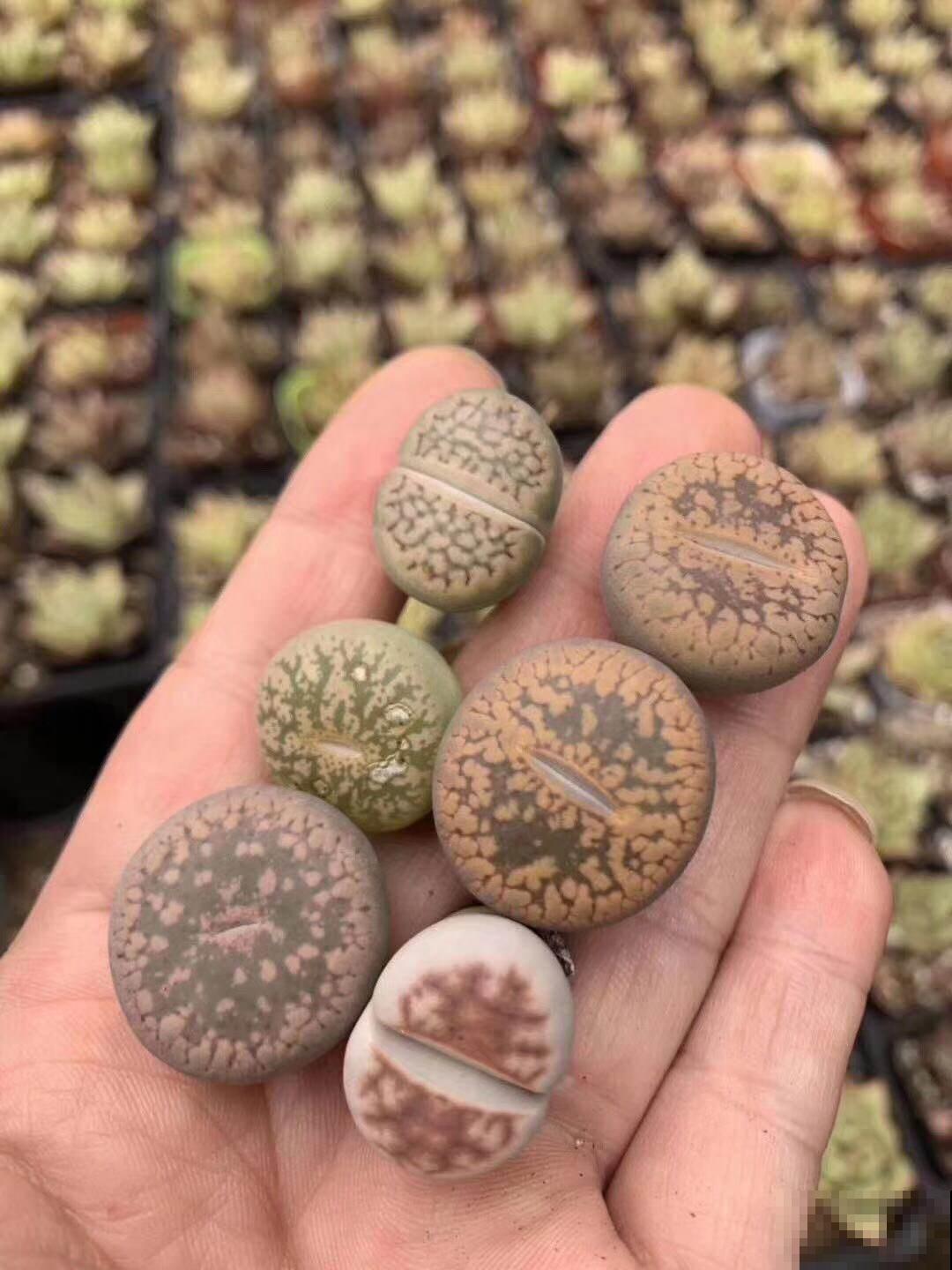 4种多肉有“两副面孔”，小时候可爱，长大后太丑