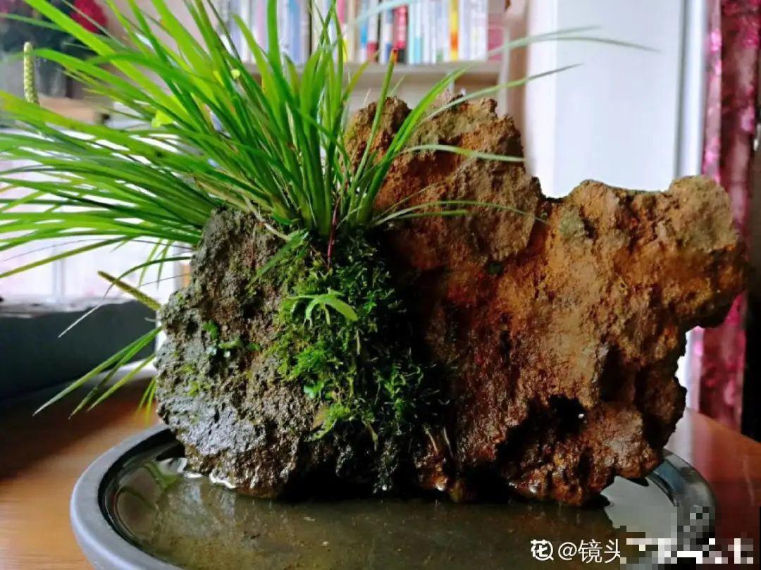 10种花夏天喝水多,多浇水,很快爆满一大缸 10种花夏天喝水多,多浇水,很快爆满一大缸