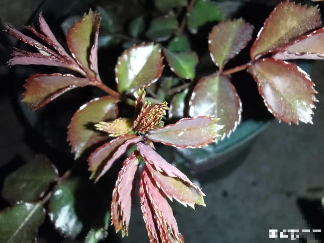 春天养花，就怕乱浇水，浇错水植物死的越快