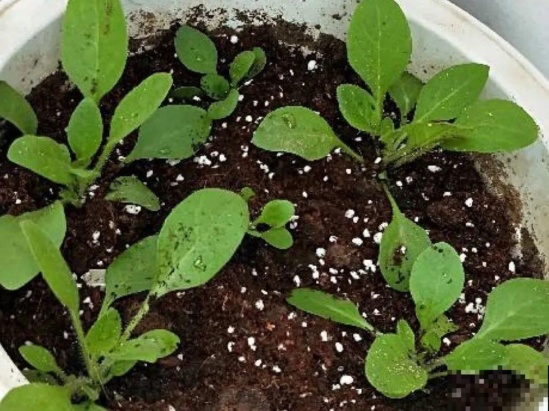 大岩桐特耐阴，每天一两个小时光照，一年开花上百天