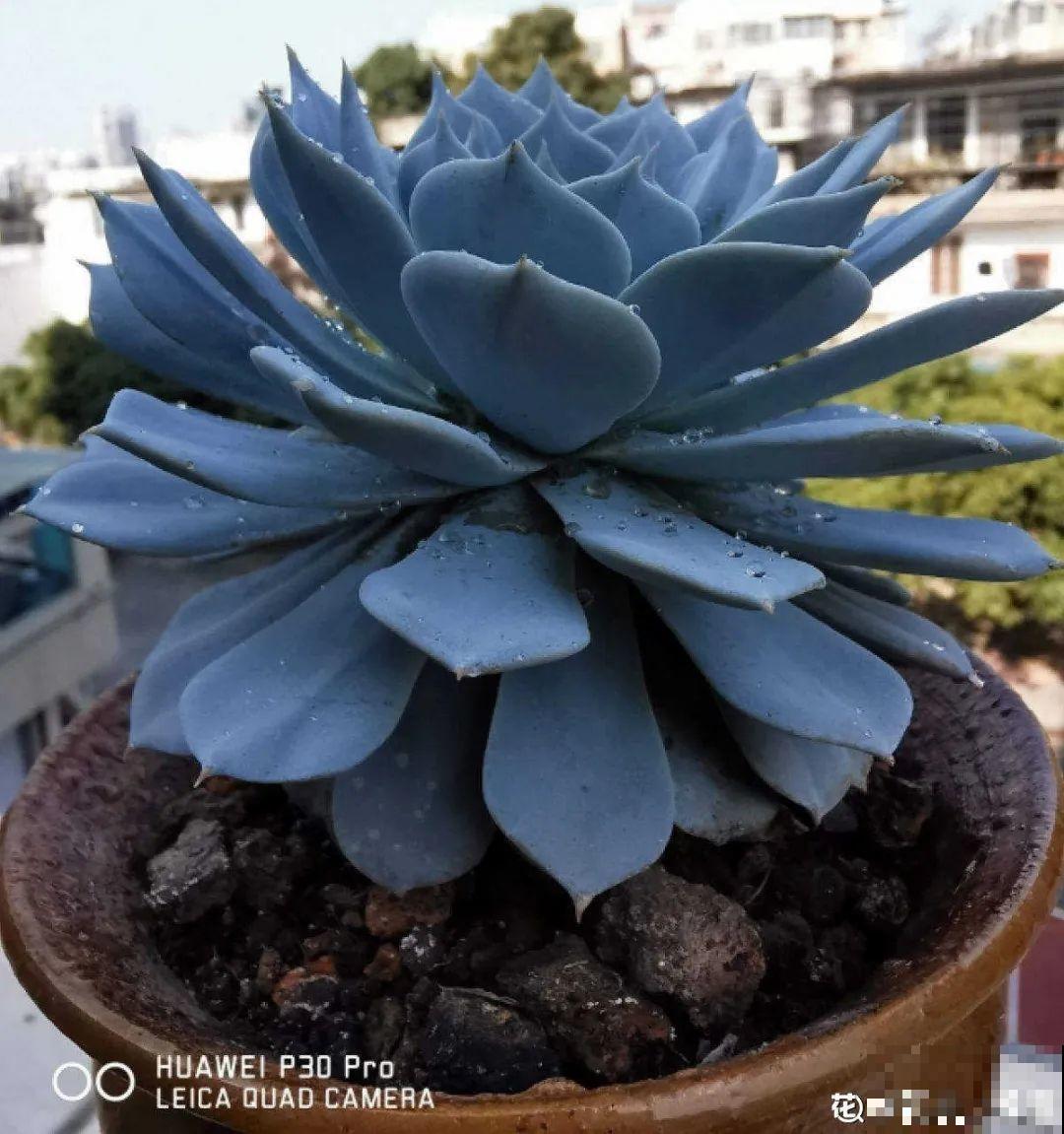 超过28℃,多肉7个现象就很危险,现在知道还不晚 超过28℃,多肉7个现象就很危险,现在知道还不晚