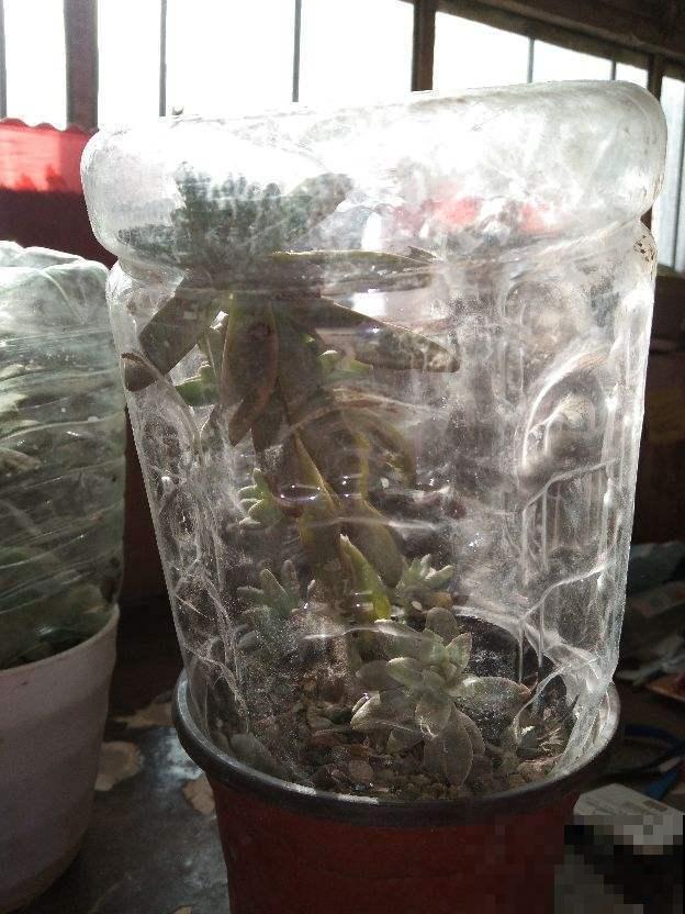 在家做个玻璃生态缸，各种植物随心养，自己就能活！