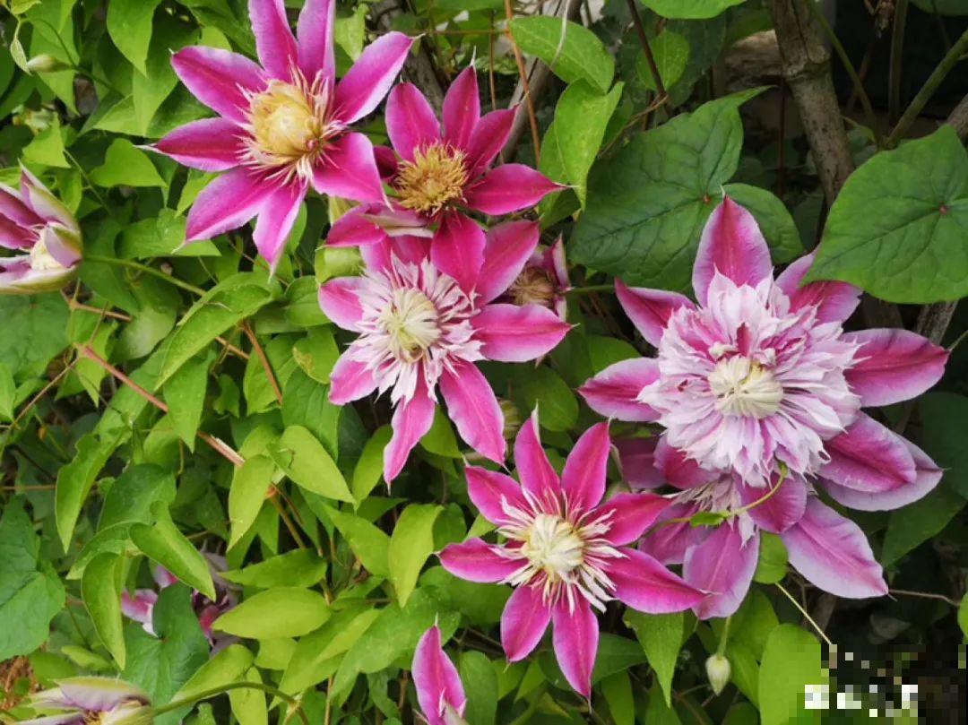 有院子的话，要种一整面花墙，呼呼开爆