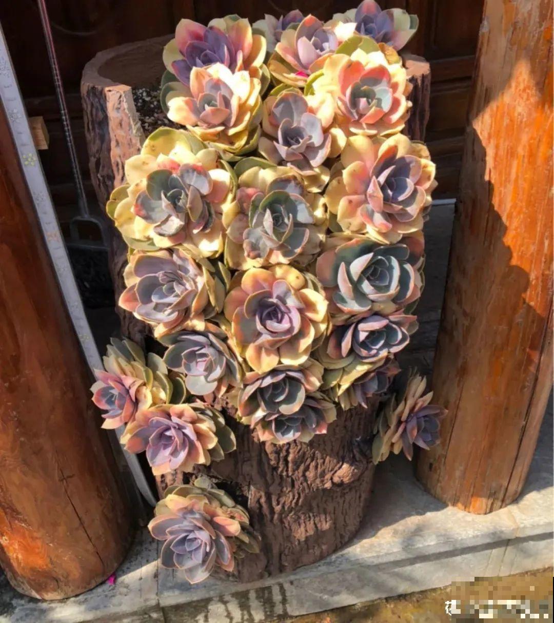 虐着养的花，剪成秃子，半月不浇水，呼呼开花