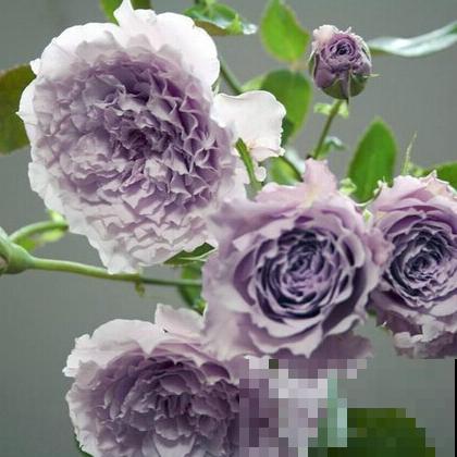 土里撒一把“小豆豆”,花苞呼呼往外蹦,开花超级旺 土里撒一把“小豆豆”,花苞呼呼往外蹦,开花超级旺