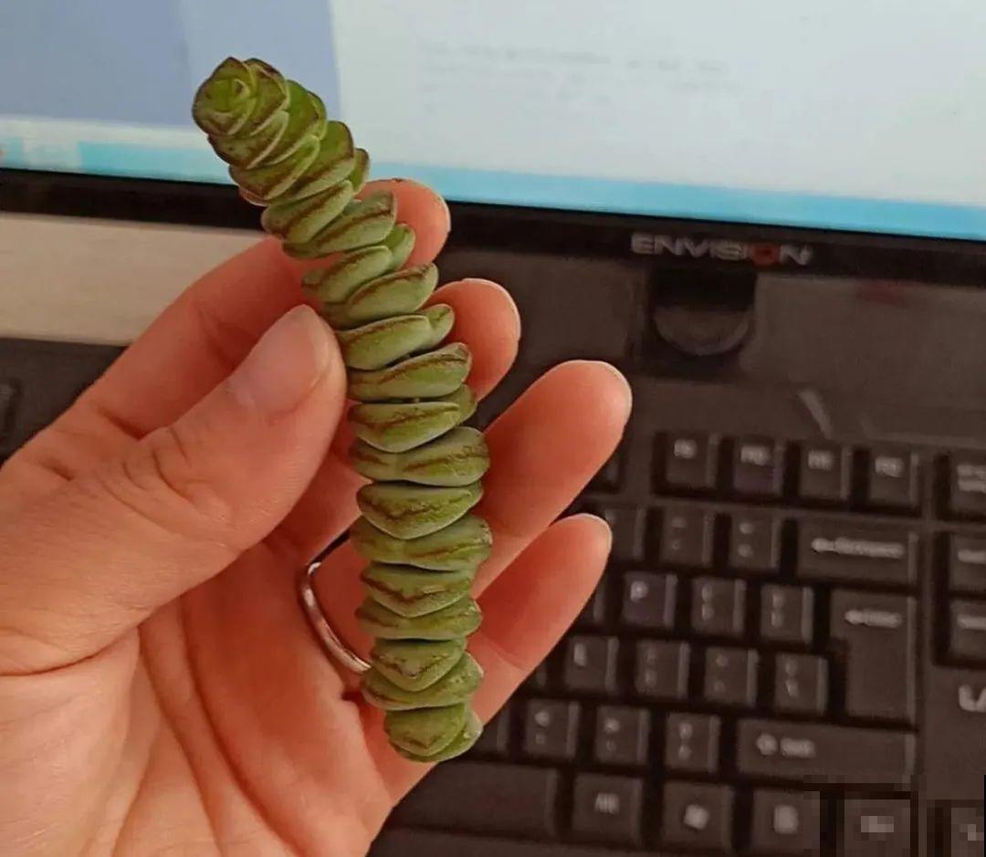 6种花夏天扦插,枝条剁8段、撒土里,3岁小孩都能插活! 6种花夏天扦插,枝条剁8段、撒土里,3岁小孩都能插活!