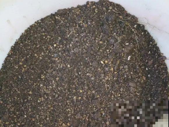 蝴蝶兰现在还不换盆，水苔容易发霉 ，越长越差劲