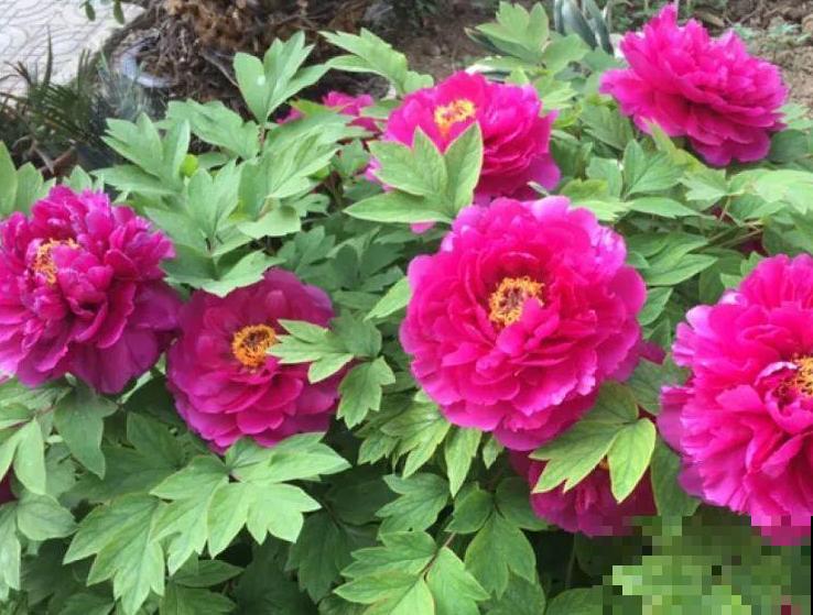 家里养盆“大脸”花，开花巨无霸，看着就喜庆