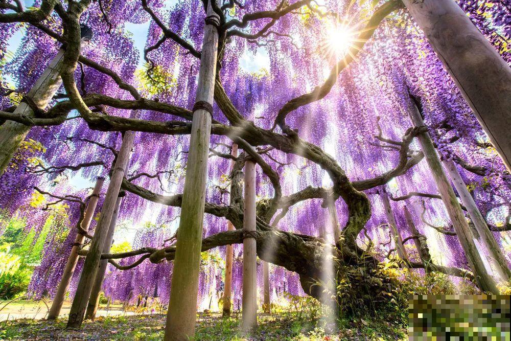 30米高三角梅，千年的紫藤树···5种花越老越值钱