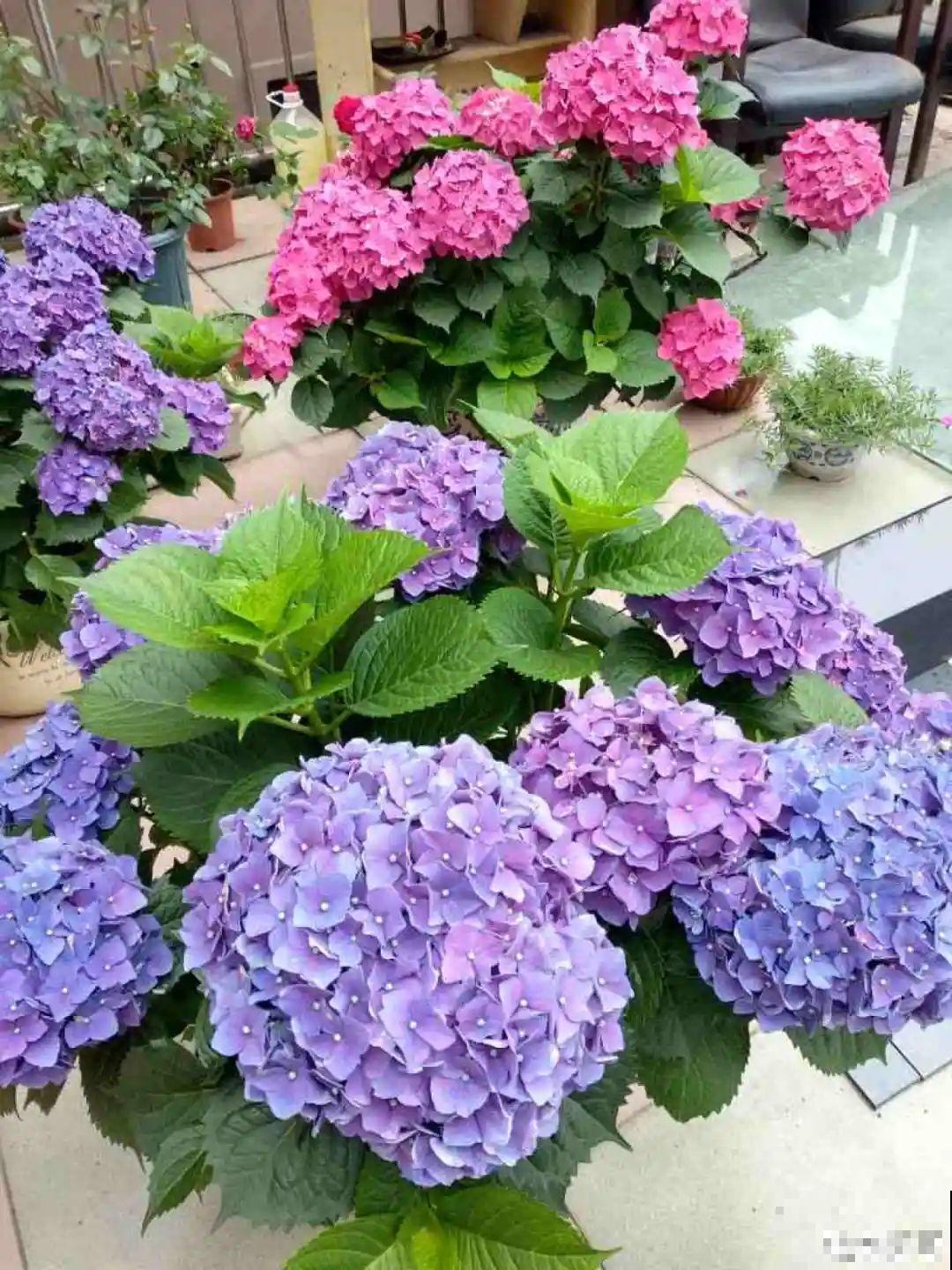 家里养盆“大脸”花，开花巨无霸，看着就喜庆