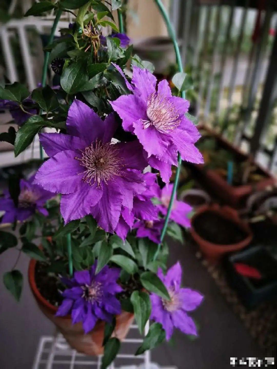 花园“三剑客”，可不太好养，能养好的都是高手