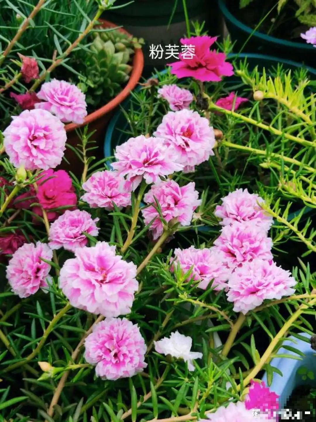 咋养都不死花，掐根枝剁10段，插土里就能爆开花