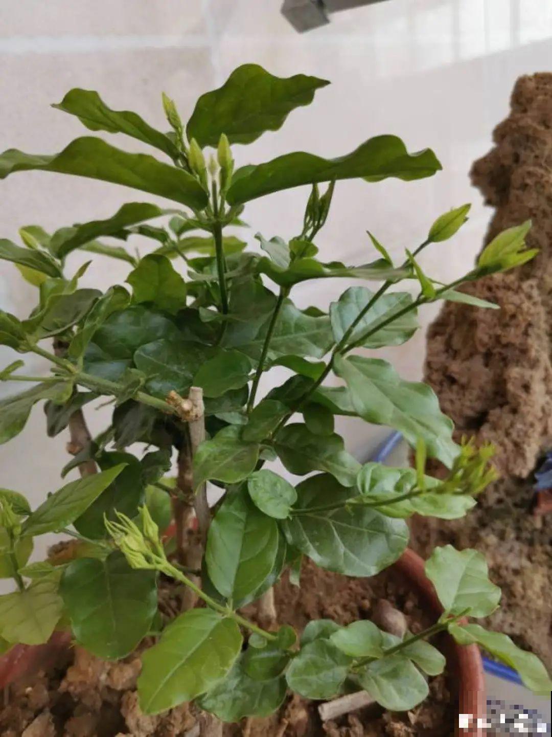 新买的绣球别猛晒，养在阴凉通风处最好，不然叶子全晒焦了