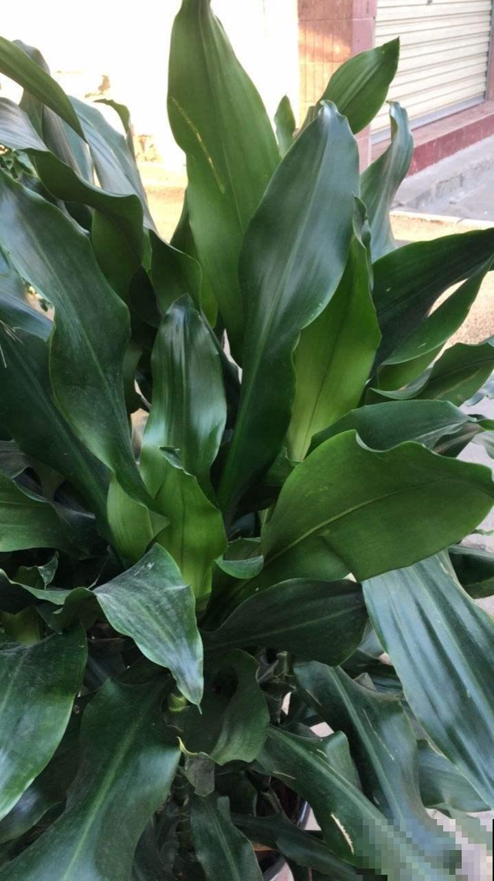 选耐阴花看看这5样，养家里寓意好，阴暗处也照样开花