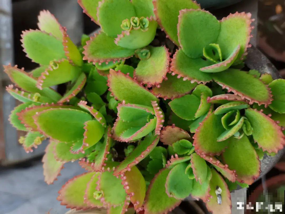 9种多肉，夏天不休眠，浇水还要加把劲儿