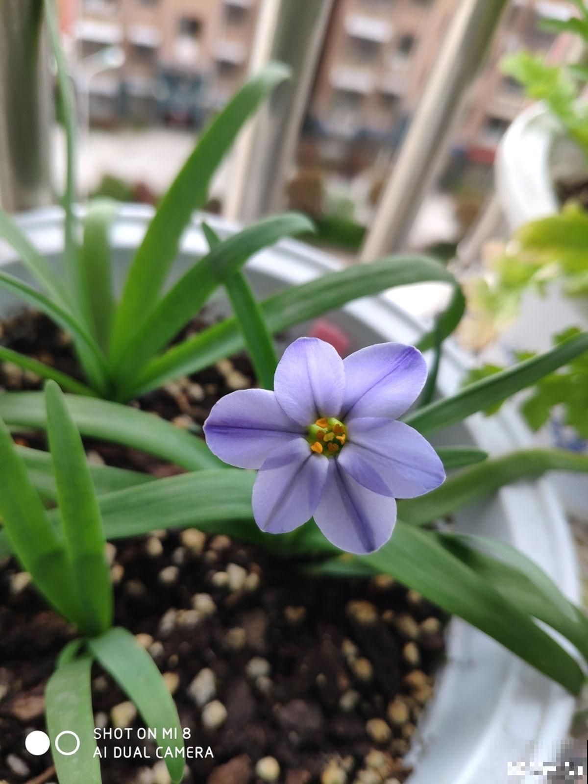 1种花长得像“韭菜”,开花却像“小星星”,颜色美得像彩虹 1种花长得像“韭菜”,开花却像“小星星”,颜色美得像彩虹