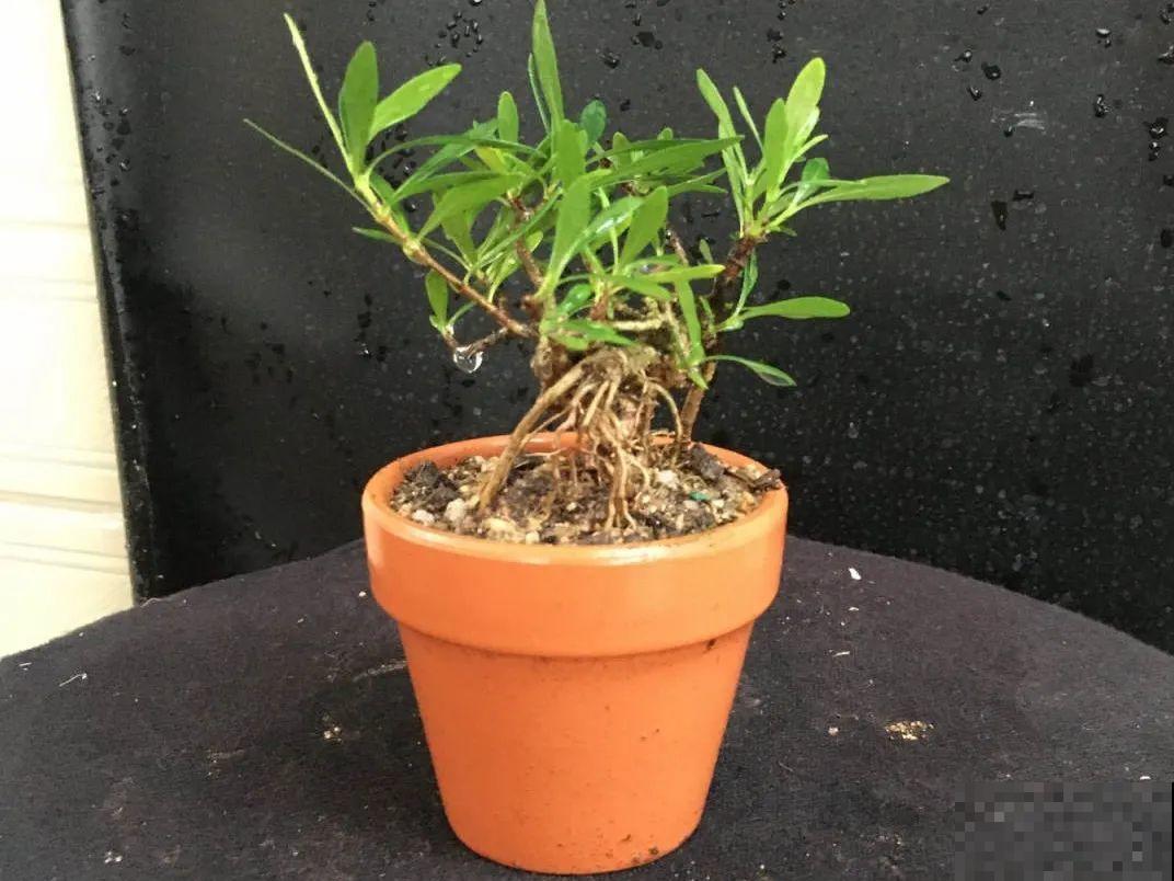 小花盆里养花,选对品种很重要,也能开花爆盆 小花盆里养花,选对品种很重要,也能开花爆盆