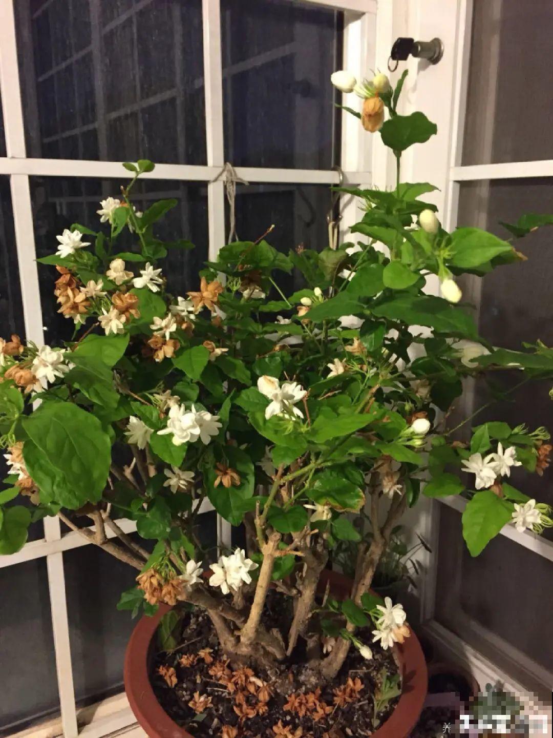 花开完了,别急着扔,好好养还能活几十年 花开完了,别急着扔,好好养还能活几十年