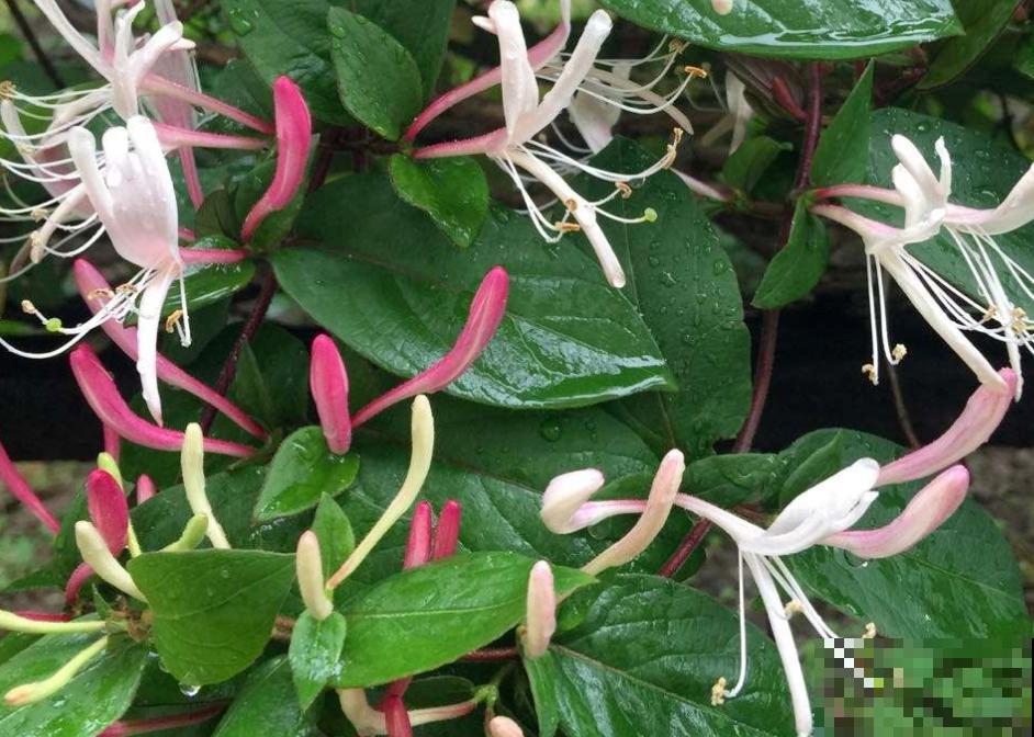 80种常见花卉，读过后，花名难不倒你