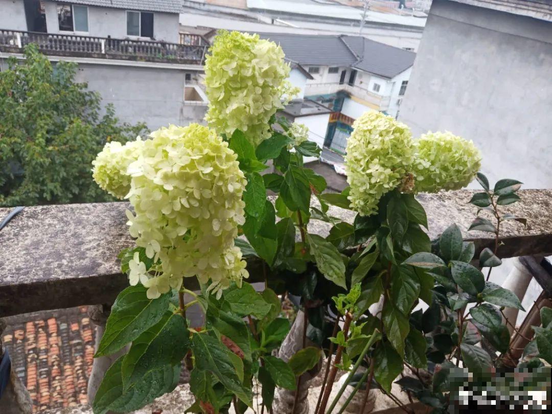 春天养盆绿色花,看着清爽干净,今年一定要养一盆 春天养盆绿色花,看着清爽干净,今年一定要养一盆