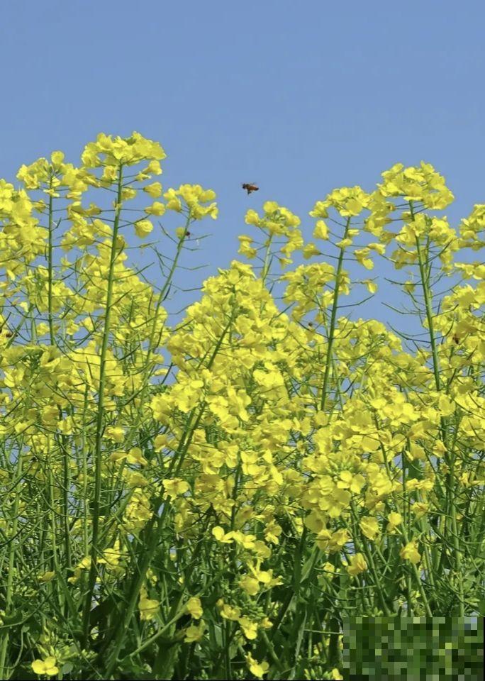 4月份种啥都能活的季节，山上挖一棵野花，种盆里也能开爆