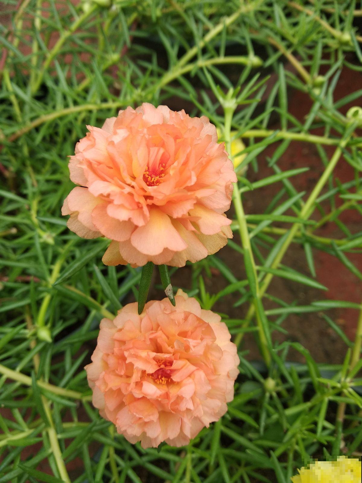 未来一个月,4种花要涨价,现在入手正合适 未来一个月,4种花要涨价,现在入手正合适