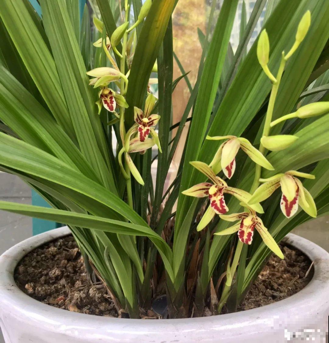 春天肥料要用对，根据植株种类施，效果更好