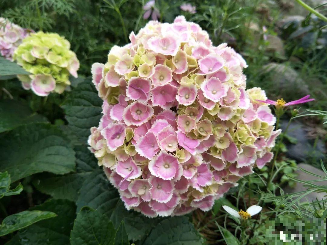 夏天扦插最好活，剪个枝条插土里，10天就生根！