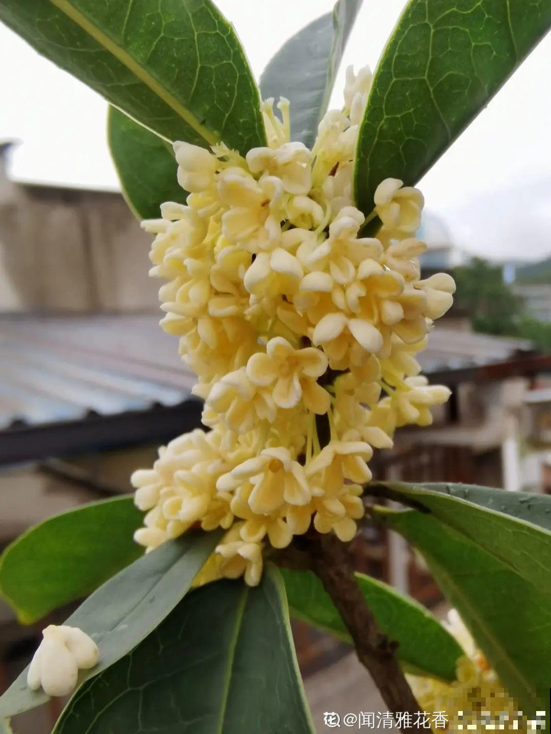 家里养盆香水花,满屋子飘香,还能净化空气 家里养盆香水花,满屋子飘香,还能净化空气
