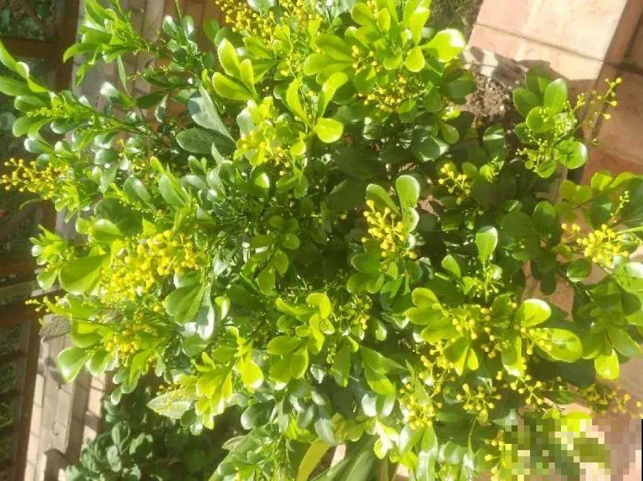 春天养太阳花，猛晒太阳才开花，扦插特好活