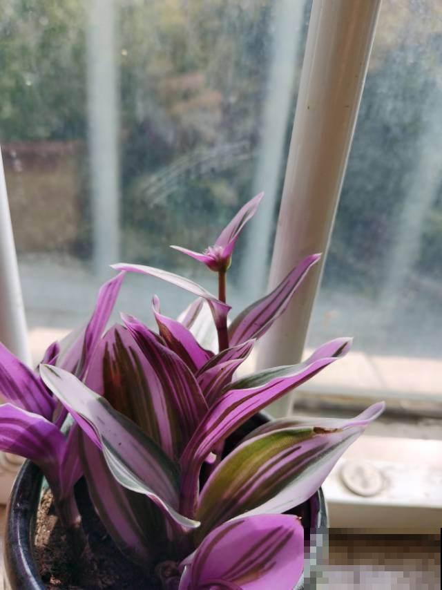 养了才知道为什么它们是“网红花”，美得实在别致！