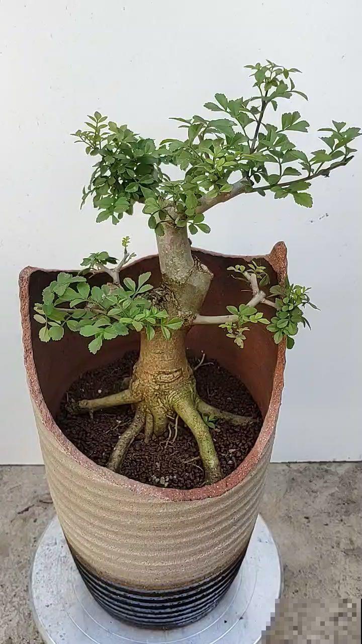 养了满院子的花，一问有什么诀窍，原来都是靠捡！