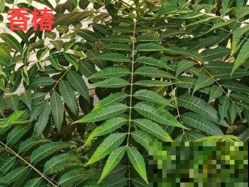 20种有毒花，看见绕道儿走，千万别乱摸