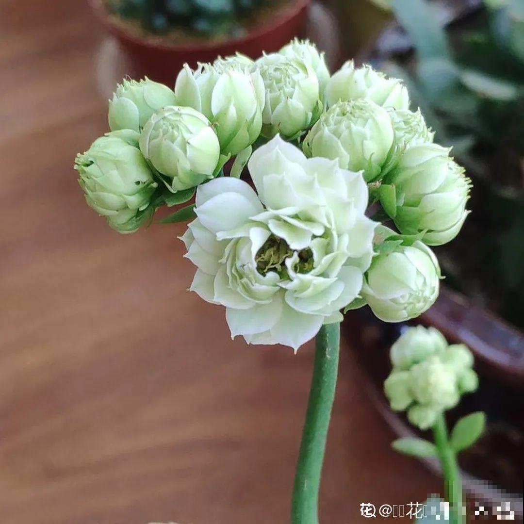 春天养盆绿色花,看着清爽干净,今年一定要养一盆 春天养盆绿色花,看着清爽干净,今年一定要养一盆