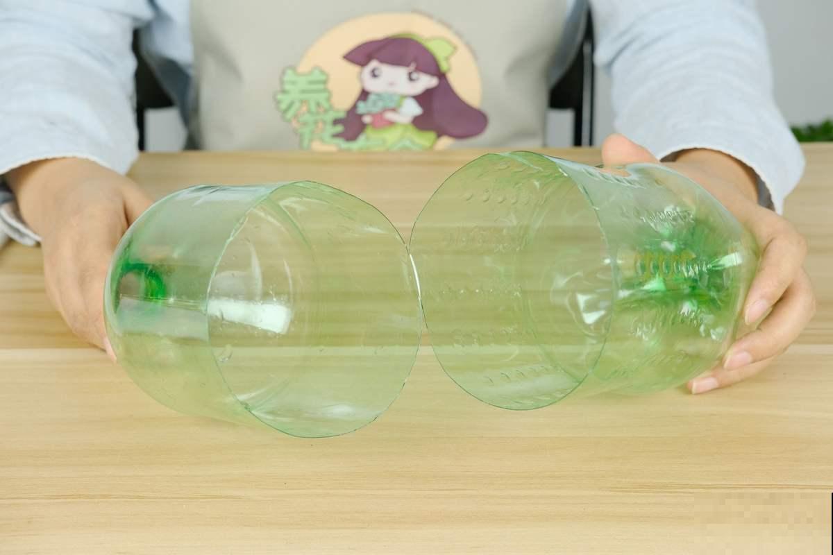 教你两招扦插方法，新手就能用，迅速长出大白根！