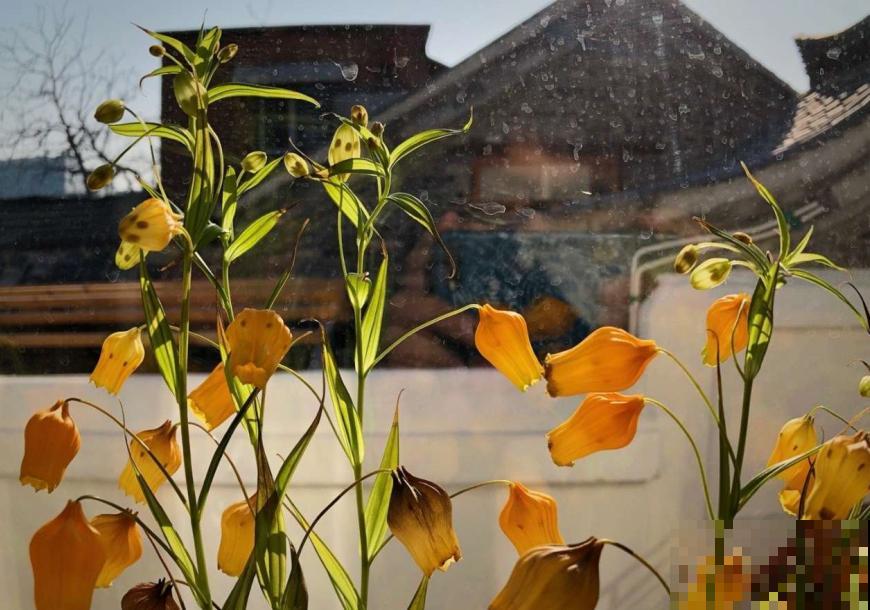 宫灯百合的花语，令人过目不忘， 开花淡雅颜值颇高