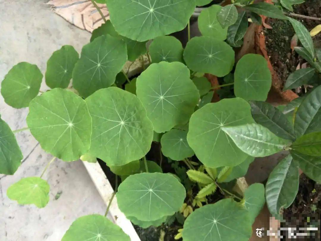 20种花不用买，开完花等20天，爆出好多种子！