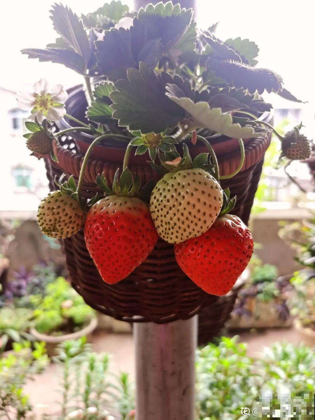 花盆里养棵果树,满枝条都是果子,看着就喜庆 花盆里养棵果树,满枝条都是果子,看着就喜庆