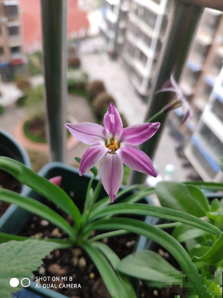 1种花长得像“韭菜”,开花却像“小星星”,颜色美得像彩虹 1种花长得像“韭菜”,开花却像“小星星”,颜色美得像彩虹