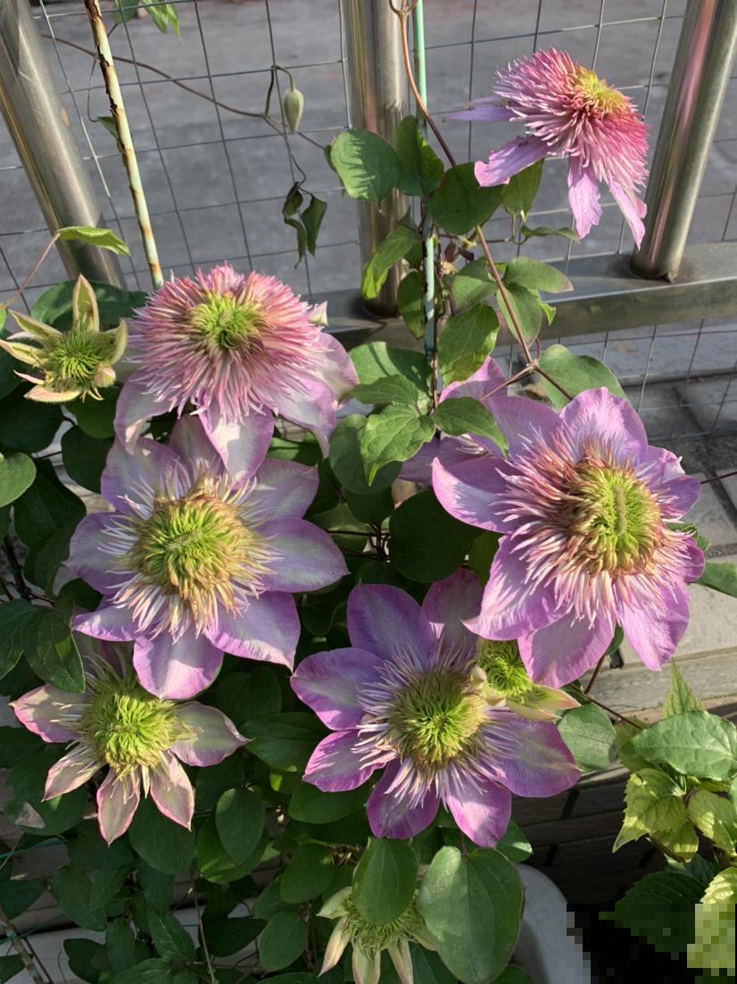 土里撒一把“小豆豆”,花苞呼呼往外蹦,开花超级旺 土里撒一把“小豆豆”,花苞呼呼往外蹦,开花超级旺