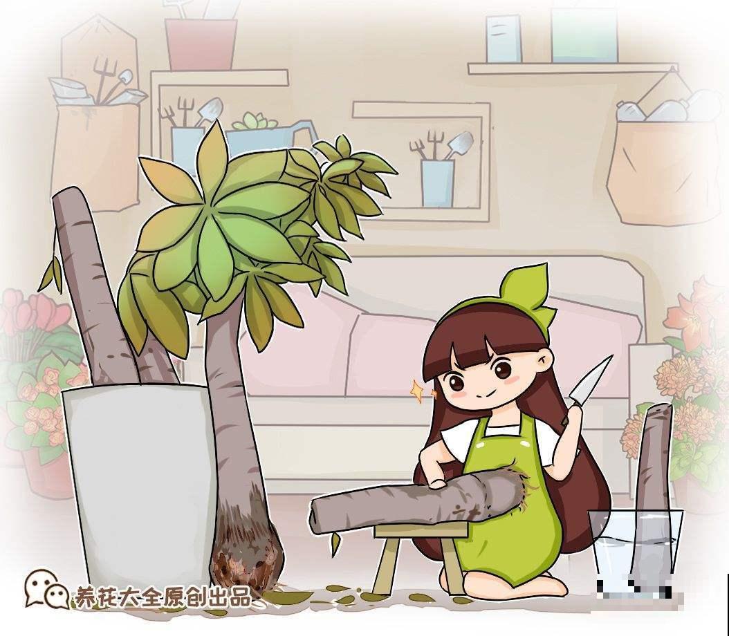 植物烂根不要怕，简单几步，就能妙手回春！