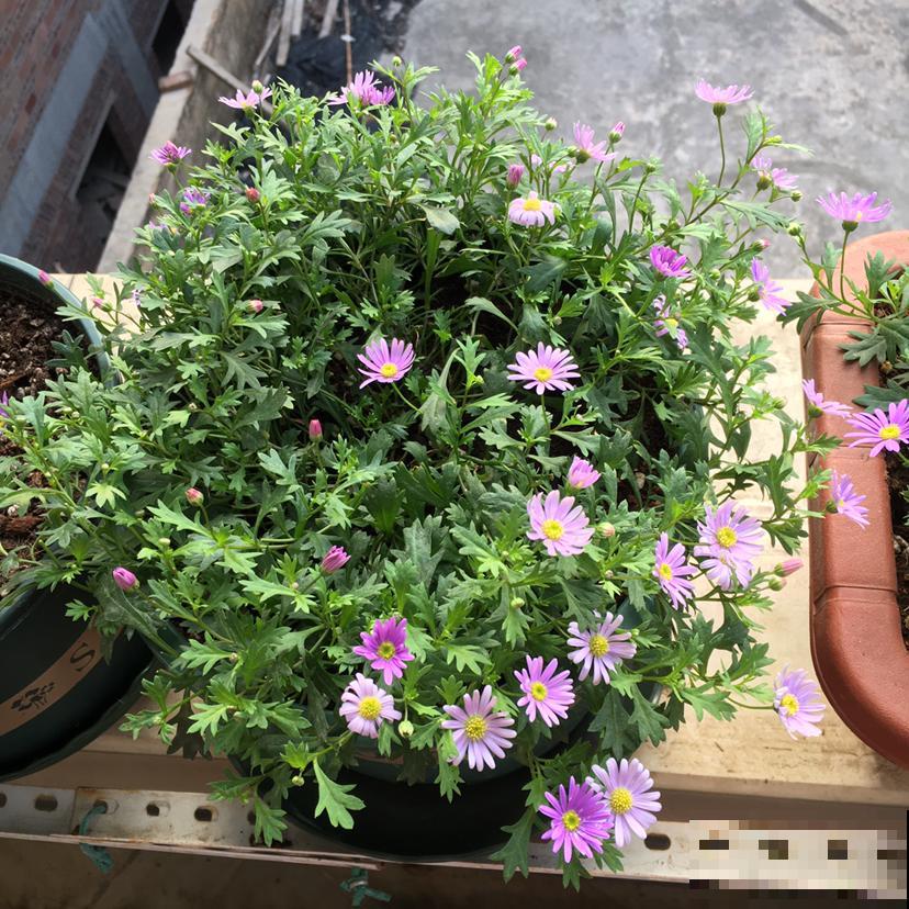 刚入夏，养花更要注意，度夏才更安全