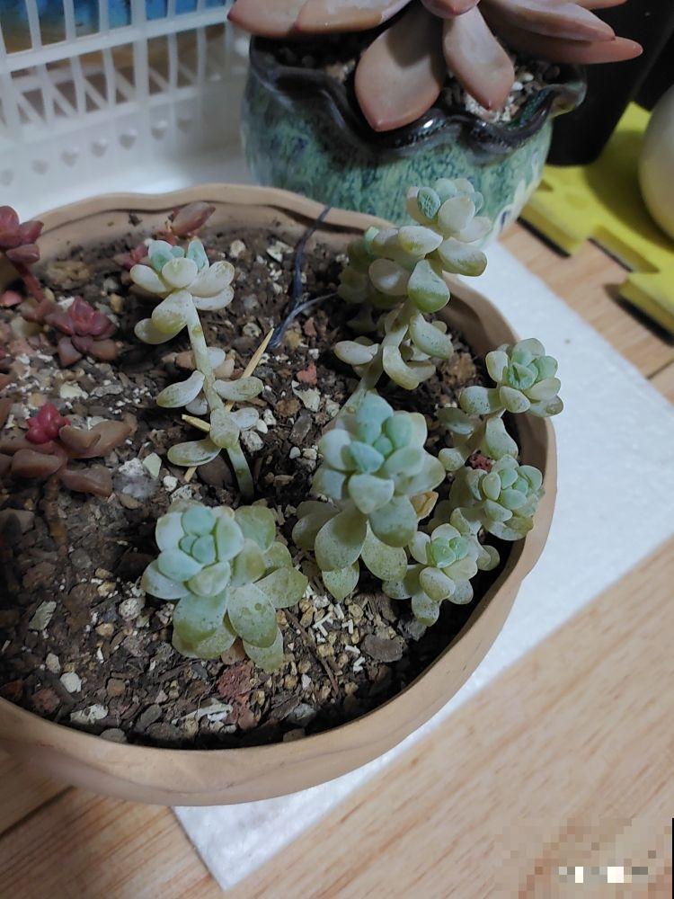 家里多肉徒长?教你几招来整治,多肉重新“萌萌哒”! 家里多肉徒长?教你几招来整治,多肉重新“萌萌哒”!