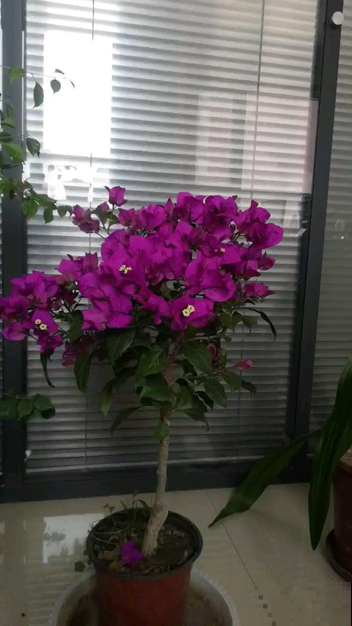 在家养三角梅，学会这一招，花芽蹭蹭冒不停！